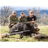 Image 2 : Guided Pig Hunt for Two at Historic Tejon Ranch