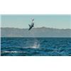 Image 1 : Mako On the Fly 2 days Fishing