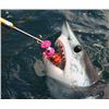 Image 2 : Mako On the Fly 2 days Fishing