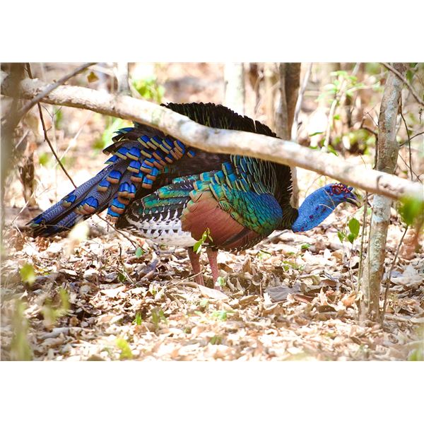 Baja Hunting Ocellated Turkey Mexico Jungle Hunt