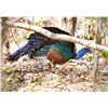 Image 1 : Baja Hunting Ocellated Turkey Mexico Jungle Hunt