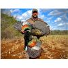 Image 2 : Baja Hunting Ocellated Turkey Mexico Jungle Hunt