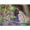 Image 4 : Baja Hunting Ocellated Turkey Mexico Jungle Hunt