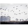 Image 2 : Duck Hunting  Las Rosas, 4 Hunters for 4 Nights