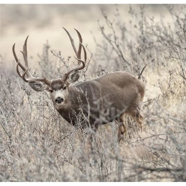 CA Golden Opportunity Deer Tag