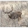 Image 1 : CA Golden Opportunity Deer Tag