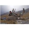 Image 2 : CA Golden Opportunity Deer Tag