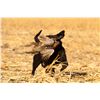 Image 3 : Thunderstik Lodge Pheasant Hunt