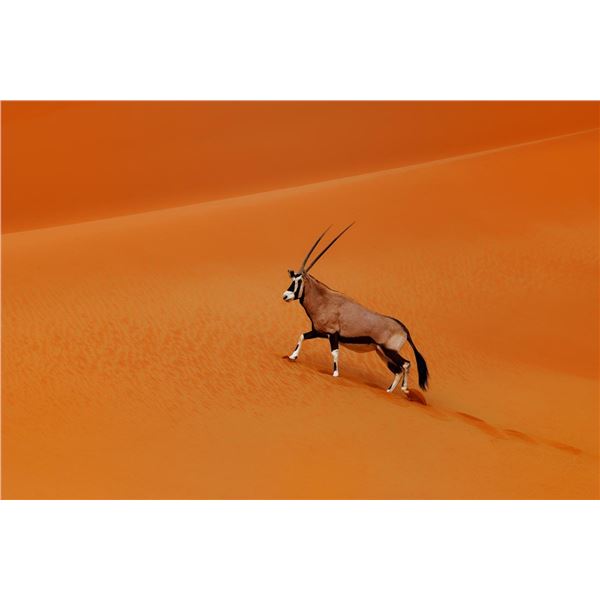 Namibia Safaris for 3 Hunters