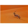 Image 1 : Namibia Safaris for 3 Hunters