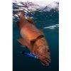 Image 3 : Sport Fish Panama Island Lodge – Premium Offshore Fishing Adventure for Two