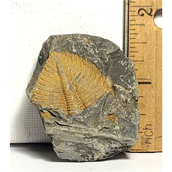 1) NATURAL 33.1G TRILOBITE FOSSIL SPECIMEN