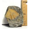 Image 1 : 1) NATURAL 33.1G TRILOBITE FOSSIL SPECIMEN