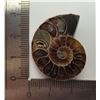 Image 1 : 7)  NATURAL 7.2 GRAMS AMMOLITE