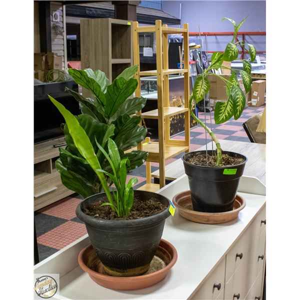 PAIR OF LIVE HOUSE PLANTS ***TOXIC TO SOME PETS***