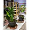 Image 1 : PAIR OF LIVE HOUSE PLANTS ***TOXIC TO SOME PETS***