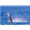 Image 3 : 5-Night Costa Rican Fishing Adventure for Two Anglers