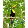 Image 5 : 5-Night Costa Rican Fishing Adventure for Two Anglers