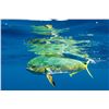 Image 7 : 5-Night Costa Rican Fishing Adventure for Two Anglers