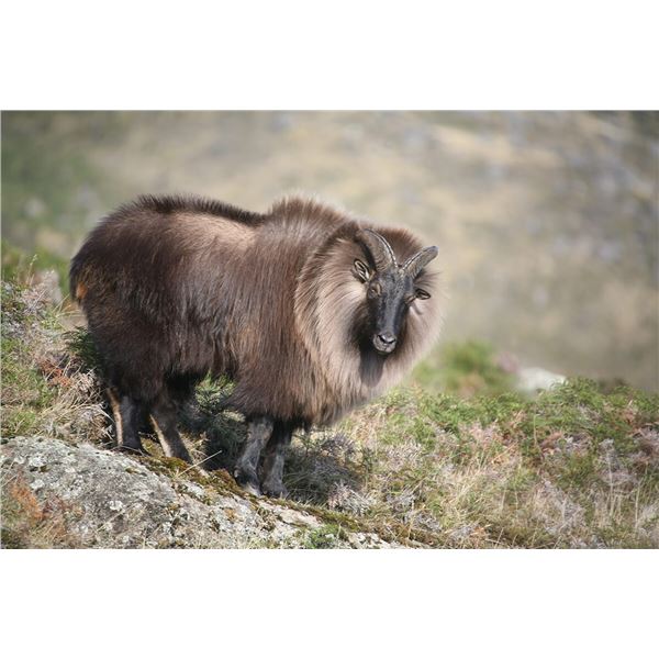 5-Day Himalayan Bull Tahr Hunt for 1 Hunter in New Zealand