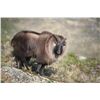 Image 1 : 5-Day Himalayan Bull Tahr Hunt for 1 Hunter in New Zealand