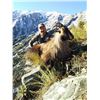 Image 3 : 5-Day Himalayan Bull Tahr Hunt for 1 Hunter in New Zealand