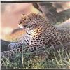 Image 2 : Tom Brakefield "African Leopard" Print (Triple matted in a 26" x 36" frame)