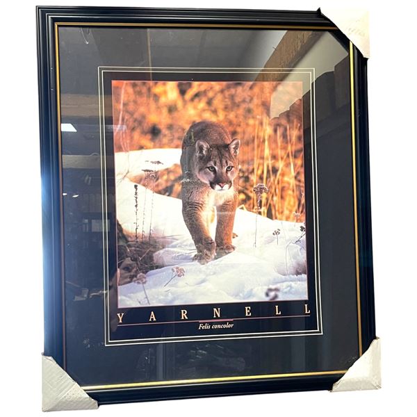 Yarnell Framed Print of a Stalking Cougar (Double matted in a 25" x 29" frame)