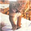 Image 2 : Yarnell Framed Print of a Stalking Cougar (Double matted in a 25" x 29" frame)