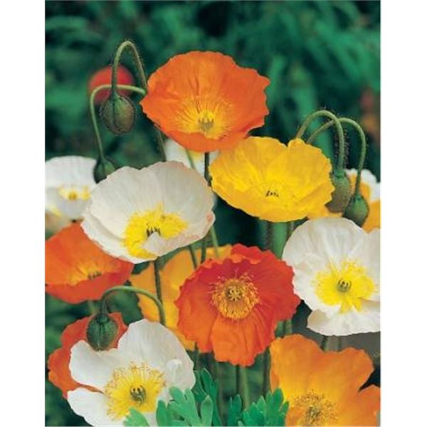 Flower Seed Packs for California PoppyÂ  â€“ 5 Packs of Mr. Fothergillâ€[