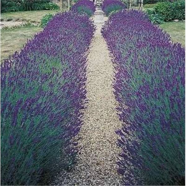 Â Lavender Hidcote Dwarf Strain Seed Packs â€“ 5 Packs of Mr. Fothergillâ[x=#8364/