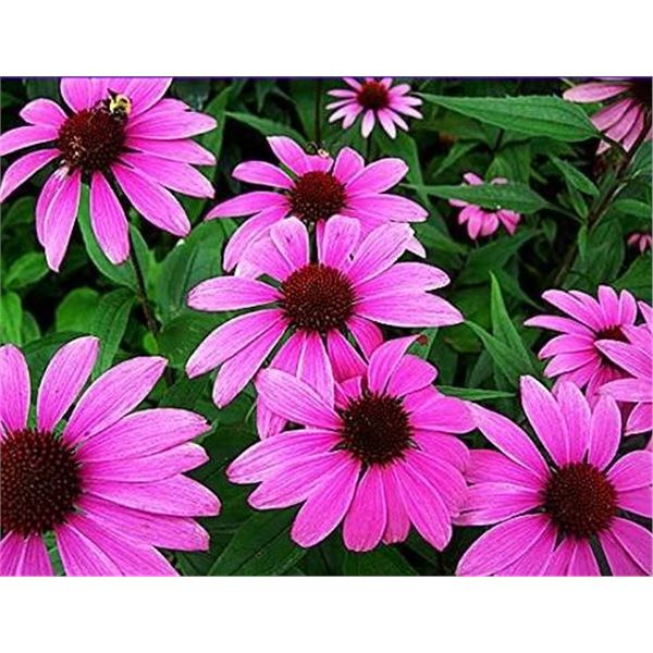 EchinaceaÂ Purple Coneflower Seeds â€“ 5 Packs of Mr. Fothergillâ€[x=#848