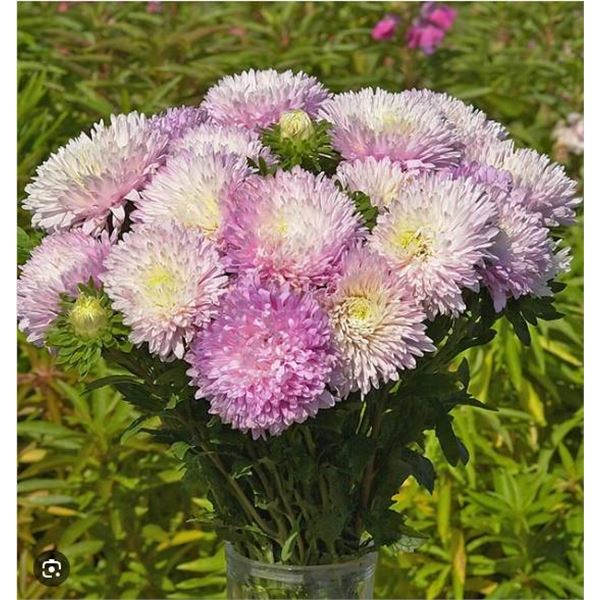 Â Aster King Size Appleblossom Flower Seeds â€“ 5 Packs of Mr. Fothergillâ[x=#8364