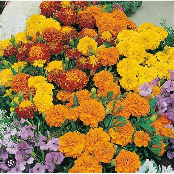 Marigold Souci Bonita Mixed â€“ 5 Packs of Mr. Fothergillâ€™s