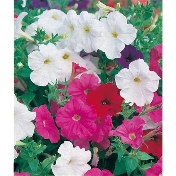 Mr. Fothergillâ€™s Petunia Balcony Classic Mixed E â€“ 5 Packs o