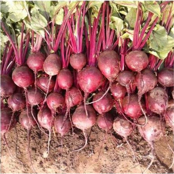 Betterave Cardeal F1Â  BeetsÂ Seed Packs â€“ 5 Packs of Mr. Fothergillâ€[