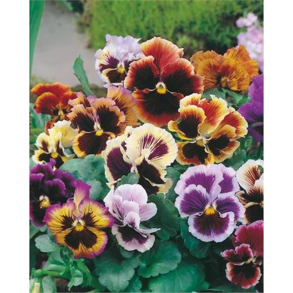 Pansy Pensee Super Chalon Seeds â€“ 5 Packs of Mr. Fothergillâ€™