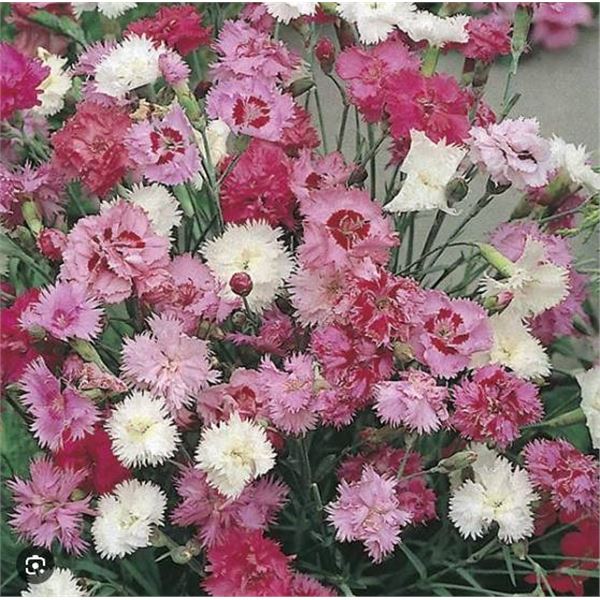 Pinks Oeillets Old Fashioned Mixed Seeds â€“ 5 Packs of Mr. Fothergillâ€[