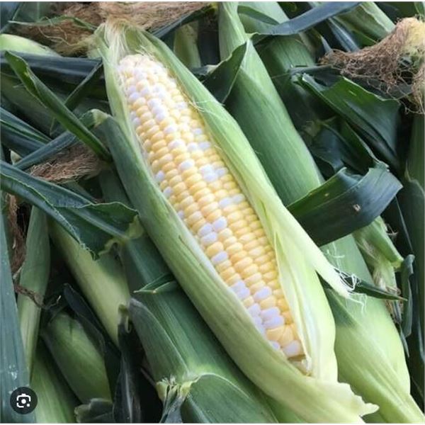 Ambrosia F1 Sweet Corn Seeds â€“ 5 Packs of Mr. Fothergillâ€™s