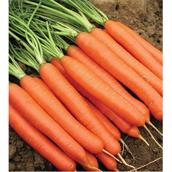 Carrot Nantes 2 Organic Seeds â€“ 5 Packs of Mr. Fothergillâ€™s