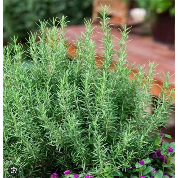 Herb Seeds â€“ Rosemary â€“ 5 Packs of Mr. Fothergillâ€