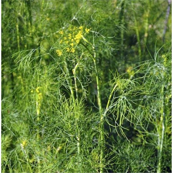 Dill Herb Seeds â€“ 5 Packs of Mr. Fothergillâ€™s