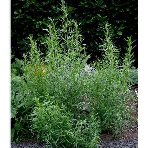 Herb Seeds Tarragon Russian â€“ 5 Packs of Mr. Fothergillâ€™s