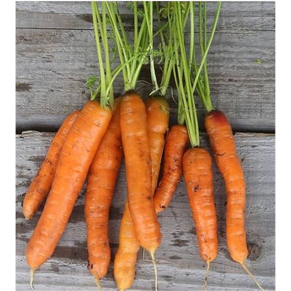 Touchon Carrot Seeds â€“ 5 Packs of Mr. Fothergillâ€™s