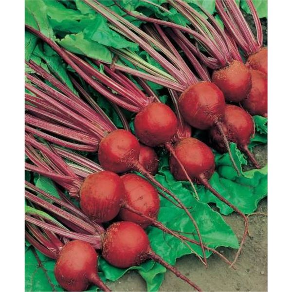 Betterave Detroit 2 Crimson Globe Beets Seeds â€“ 5 Packs of Mr. Fothergillâ[x=#83