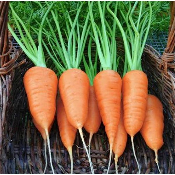 Chantenay Red Cored 2 Carrot Seeds â€“ 5 Packs of Mr. Fothergillâ€[x=#848