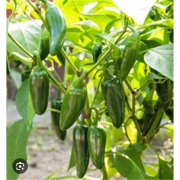 Jalapeno Pepper Seeds â€“ 5 Packs of Mr. Fothergillâ€™s