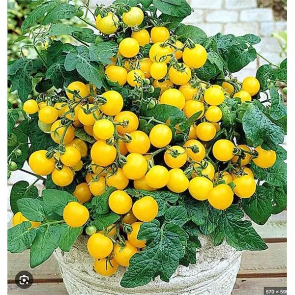 Goldkrone Tomato Seed â€“ 5 Packs of Mr. Fothergillâ€™s