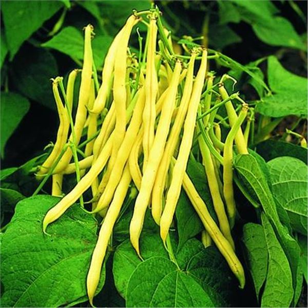 Golden Teepee Bean Seeds, Bush Variety â€“ 5 Packs of Mr. Fothergillâ€[x=