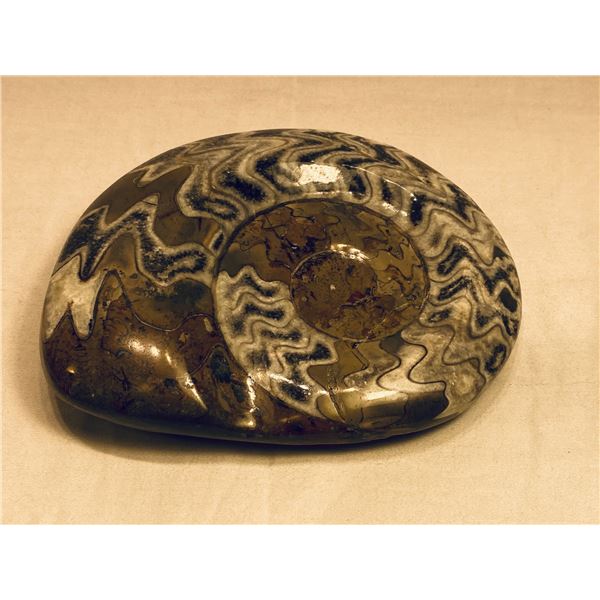 Large Polished Fossil
